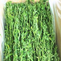 紫花苜蓿草 兔草牧草干草 紫花苜蓿 价格 厂家 中国供应商