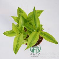 Ӧ߶ȣ20-22cm¶: 10治ͺ