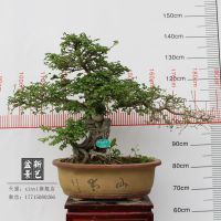 xinyiƷ辰062д