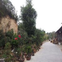 三角梅小苗市场行情资讯 盆栽花卉种植