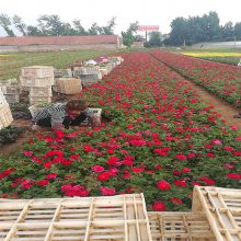 山东蝴蝶花种植丨批发丨基地