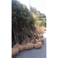 供应绿化苗木乔木八月桂-金桂 丹桂 四季桂 浙江温州茶山花木场