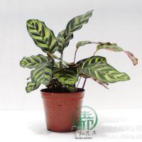Ӧȸ󣬸߶ȣ18~28 ڷ:12~18  cm¶:10治ͺ