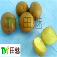 供应迷你小土豆小洋芋小马铃薯