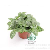 ӦʹƲݣ߶ȣ10~13 ڷ:13~15 cm ¶:10治ͺ