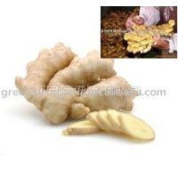 ӦChinese ginger for sale