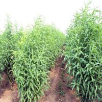 【山东龙柱碧桃苗，基地批发】