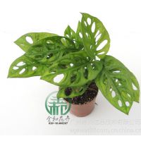 Ӧ걳񣬸߶ȣ26~30ڷ:23~28 cm¶:15漫ͺ