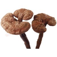 云南灵芝盆景批发零售厂家 泰山赤灵芝 木灵芝批发 长柄灵芝价格 灵芝的栽培技术 木芝的价格