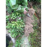 南安基地直销油茶苗、油茶种苗、袋苗油茶苗、龙眼苗、优惠出售