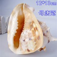 海南三亚 四大名螺 唐冠螺 皇冠螺 海螺贝壳摆件 13厘米左右批发