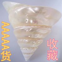长期供应******种进口贝壳海螺批发金字塔螺 贝壳海螺批发
