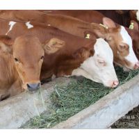 湖南肉牛犊养殖场 肉牛效益分析 饲养肉牛的方法 屠宰牛 育肥牛