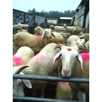 繁殖种羊绵羊小尾寒羊