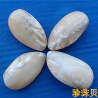 天然海螺贝壳工艺品装饰品摆件挂件海边旅游纪念品珍珠贝壳批发
