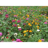 北京花种公司翠菊价格及播种量优质花卉种子