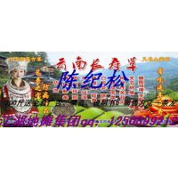 江湖地摊集团玉林有限公司=云南长寿草=山蜜草=乌龙草=龙骨茶