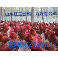 济宁市兖州区九斤红种鸡场