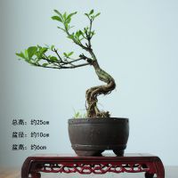 xinyiӻ辰СƷСڹ