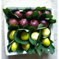 山东青皮无花果，青皮无花果价格
