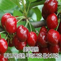 壹棵树农业基地批发1--6公分樱桃树苗 樱桃苗品种齐全 高度0.8m以上 3年结果