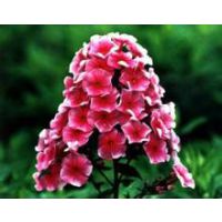 喜温暖的【山东青州福禄考种植基地价格】