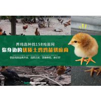 йٶ羭Ӫ
