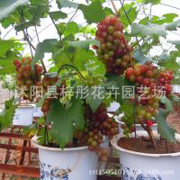 葡萄苗盆栽新品种 南方北方庭院种植早熟巨峰无核葡萄树苗