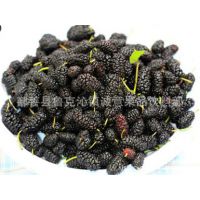 专业批发 新渝绿旺新疆桑葚干 干桑葚批发