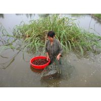 现在小龙虾价格，提供优质小龙虾苗，龙虾种，盱眙龙虾种苗，提供技术支持15261258988