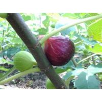 山东青皮无花果，青皮无花果价格