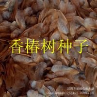 批发供应【香椿树种子】 红油香椿种子 当年新采 食用香椿种子