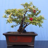 批发零售 精品造型盆景 石榴盆栽带盆 石榴苗木花卉 AW14077