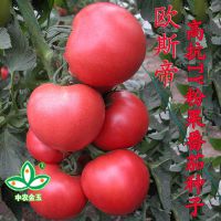供应番茄种子 荷宝 大番茄种子 番茄种子价格 荷兰番茄种子 大西红柿种子 批发进口蔬菜种子