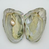 供应淡水珍珠小贝 8-9mm珍珠河蚌 现场饰品加工