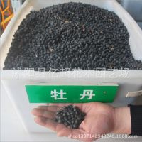 批发 牡丹芍药种子 观花 油用牡丹种苗 新种子 牡丹花种苗及种子