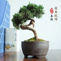 xinyiձ辰С辰跢