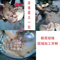 诸暨山下湖 供应珍珠河蚌 现场加工珍珠河蚌 10年特大珍珠河蚌
