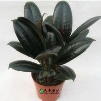 苗圃直銷***盆栽 黑金剛橡皮樹 凈化室內(nèi)空氣吸收甲醛新房***