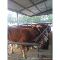 肉牛价格 肉牛养殖 肉牛什么品种好 18366782082