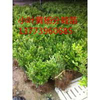 СҶ۸20-30-40ֹڷСҶ۸