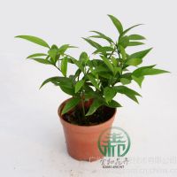 Ӧأ߶ȣ20~25 ڷ:15 cm¶ȣ5ͺ