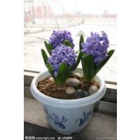 比较火的 风信子种植基地 山东青州风信子
