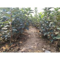 矮化红富士苹果苗基地 ***矮化红富士苹果苗