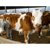 贵州铜仁哪有西门塔尔牛养殖场？小牛犊多少钱一头？小牛犊好养吗