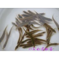 供应江西吉安泥鳅苗江西吉安泥鳅养殖基地