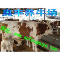 汕头屠宰肉牛多少钱斤 肉牛养殖品种