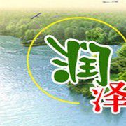 绿化用苗山东青州龙柱碧桃 龙柱碧桃价格