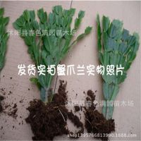 多肉植物 蟹爪兰 花卉 盆栽植物 蟹爪兰苗 好养易