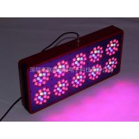 ӦCREE ledֲ 10